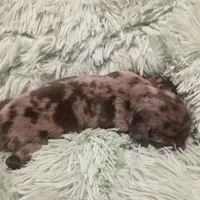 SADIE - flashy shorthair , a female Miniature Dachshund for sale in Sacramento, CA – 1 of 5