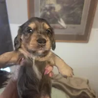  BLUE Dapple Longhair Female, a female Miniature Dachshund for sale in Sacramento, CA – 7 of 10