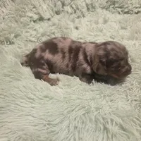 Charlie Dapple Longhair, a male Miniature Dachshund for sale in Sacramento, CA – 3 of 6