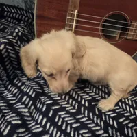 Ready Now - Cream longhair , a male Miniature Dachshund for sale in Sacramento, CA – 9 of 10