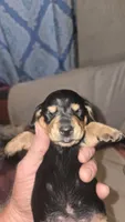 FANNY Longhair girl, a female Miniature Dachshund for sale in Sacramento, CA – 2 of 3
