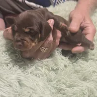 Georgie Girl - shorthair, a female Miniature Dachshund for sale in Sacramento, CA – 6 of 8