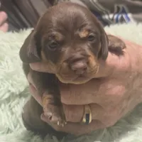 Georgie Girl - shorthair, a female Miniature Dachshund for sale in Sacramento, CA – 3 of 8