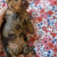 CHARLES DAPPLE - shorthair, a female Miniature Dachshund for sale in Sacramento, CA – 4 of 6