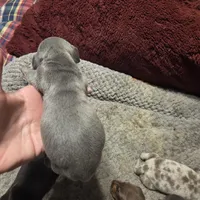 BLUE BOY, a male Miniature Dachshund for sale in Sacramento, CA – Photo 3 of 3