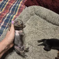 BLUE BOY, a male Miniature Dachshund for sale in Sacramento, CA – Photo 1 of 3