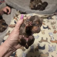 BERT Dapple #3, a male Miniature Dachshund for sale in Sacramento, CA – 3 of 8