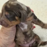 TULIP shorthair, a female Miniature Dachshund for sale in Sacramento, CA – 6 of 10