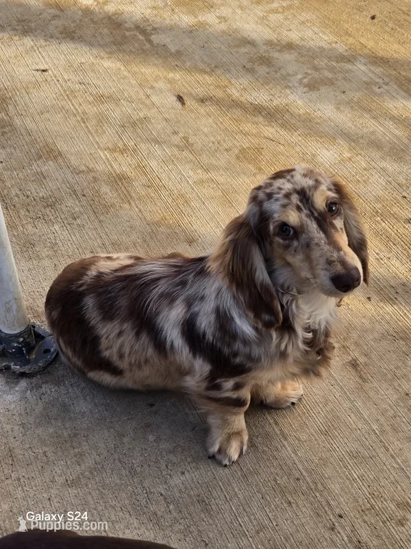 BUZZY – Miniature Dachshund puppy for sale in Sacramento, CA