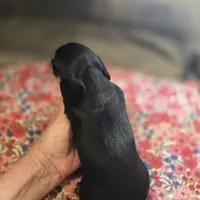ERNIE- Black & Cream Longhair, a male Miniature Dachshund for sale in Sacramento, CA – 5 of 10