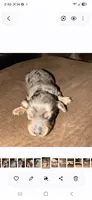 Dottie Dapple Longhair, a female Miniature Dachshund for sale in Sacramento, CA – 3 of 3