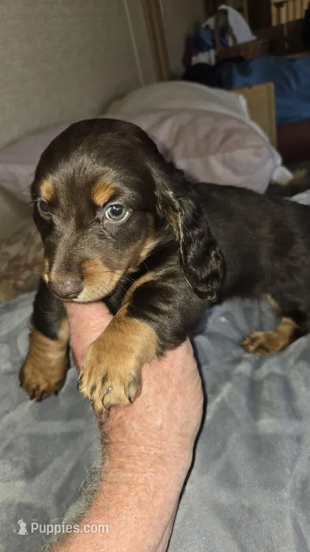 OSCAR - Longhair – Miniature Dachshund puppy for sale in Sacramento, CA