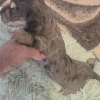  BLUE Dapple Longhair Female, a female Miniature Dachshund for sale in Sacramento, CA – 8 of 10