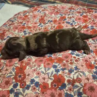 SADIE MAY, a female Miniature Dachshund for sale in Sacramento, CA – 6 of 6
