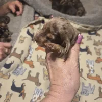 Braxton Dapple #2, a male Miniature Dachshund for sale in Sacramento, CA – 3 of 8