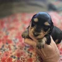 ERNIE- Black & Cream Longhair, a male Miniature Dachshund for sale in Sacramento, CA – 3 of 10