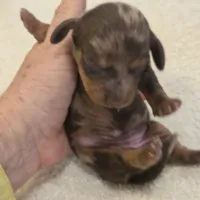 TULIP shorthair, a female Miniature Dachshund for sale in Sacramento, CA – 9 of 10