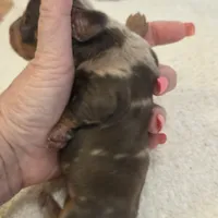 TULIP shorthair, a female Miniature Dachshund for sale in Sacramento, CA – 2 of 10