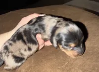 PETUNIA Longhair, a female Miniature Dachshund for sale in Sacramento, CA – 2 of 2