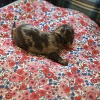 CHARLES DAPPLE - shorthair, a female Miniature Dachshund for sale in Sacramento, CA – 6 of 6