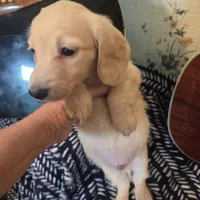 Ready Now - Cream longhair , a male Miniature Dachshund for sale in Sacramento, CA – 8 of 10