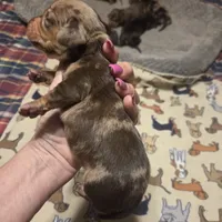 BRADLEY Dapple #1, a male Miniature Dachshund for sale in Sacramento, CA – 4 of 10