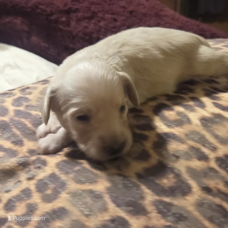 George - English Cream longhair  – Miniature Dachshund puppy for sale in Sacramento, CA
