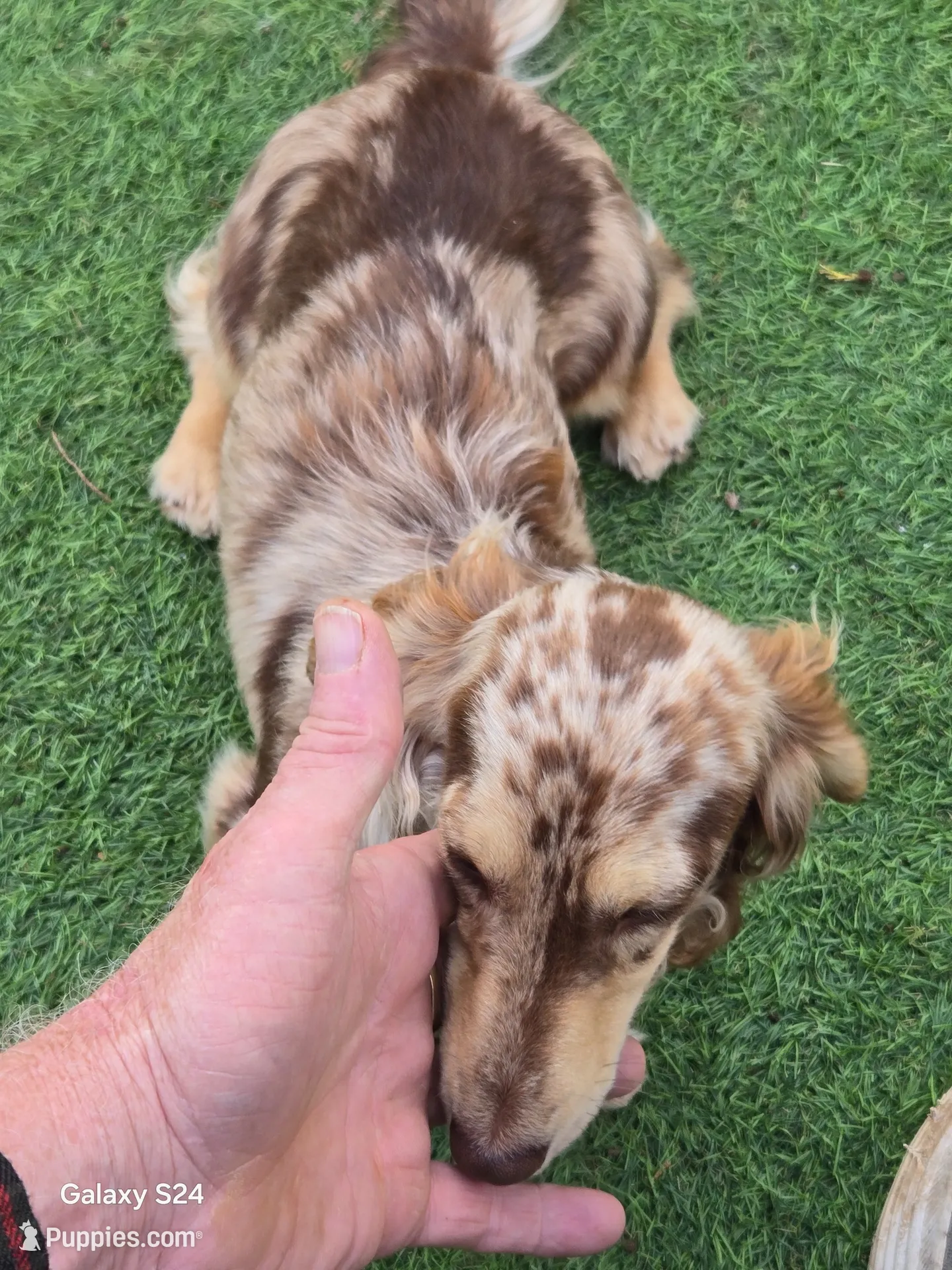 BUZZY, a male Miniature Dachshund for sale in Sacramento, CA – 3 of 3