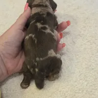 TULIP shorthair, a female Miniature Dachshund for sale in Sacramento, CA – 4 of 10