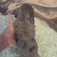  BLUE Dapple Longhair Female, a female Miniature Dachshund for sale in Sacramento, CA – 9 of 10