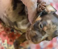 MARY DAPPLE - shorthair, a female Miniature Dachshund for sale in Sacramento, CA – 9 of 10