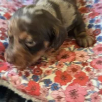 MARY DAPPLE - shorthair, a female Miniature Dachshund for sale in Sacramento, CA – 2 of 10