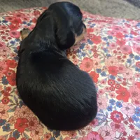 LEXY - Longhair Girl, a female Miniature Dachshund for sale in Sacramento, CA – 5 of 10