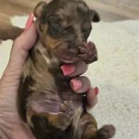TULIP shorthair, a female Miniature Dachshund for sale in Sacramento, CA – 7 of 10