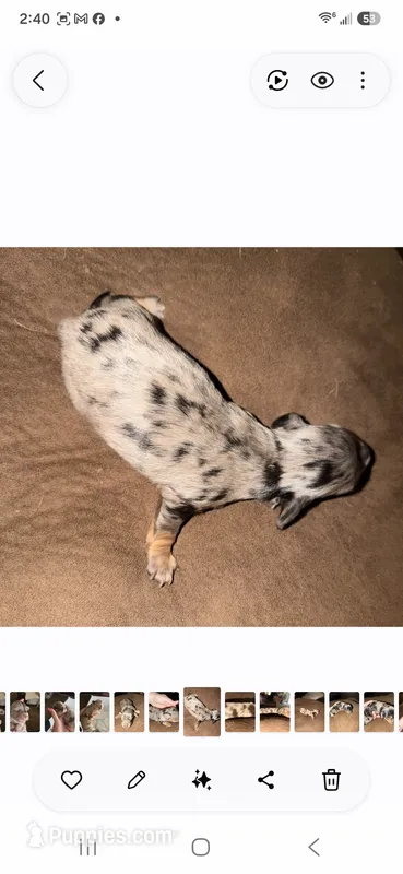 Dottie Dapple Longhair – Miniature Dachshund puppy for sale in Sacramento, CA