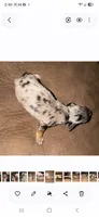 Dottie Dapple Longhair, a female Miniature Dachshund for sale in Sacramento, CA – 1 of 3