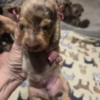 Braxton Dapple #2, a male Miniature Dachshund for sale in Sacramento, CA – 2 of 8