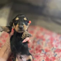 ERNIE- Black & Cream Longhair, a male Miniature Dachshund for sale in Sacramento, CA – 7 of 10