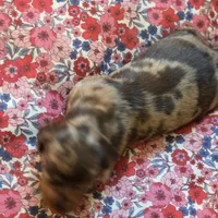 CHARLES DAPPLE - shorthair, a female Miniature Dachshund for sale in Sacramento, CA – 5 of 6