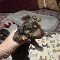 Babygirl, a female Miniature Dachshund for sale in Sacramento, CA – 3 of 5