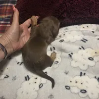 HERSHEY, a male Miniature Dachshund for sale in Sacramento, CA – 9 of 9