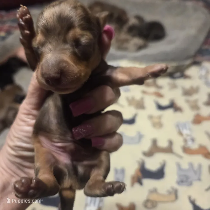 BERT Dapple #3 – Miniature Dachshund puppy for sale in Sacramento, CA