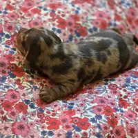 CHARLES DAPPLE - shorthair, a female Miniature Dachshund for sale in Sacramento, CA – 3 of 6