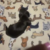 Babygirl, a female Miniature Dachshund for sale in Sacramento, CA – 5 of 5