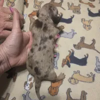 Braxton Dapple #2, a male Miniature Dachshund for sale in Sacramento, CA – 6 of 8