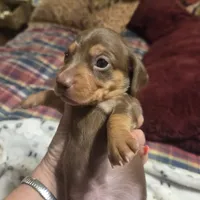 HERSHEY, a male Miniature Dachshund for sale in Sacramento, CA – 2 of 9