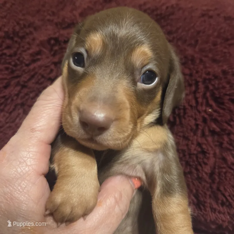 HERSHEY – Miniature Dachshund puppy for sale in Sacramento, CA