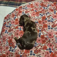 SADIE MAY, a female Miniature Dachshund for sale in Sacramento, CA – 3 of 6