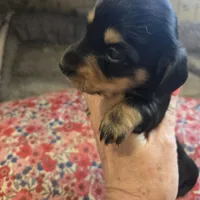 LEXY - Longhair Girl, a female Miniature Dachshund for sale in Sacramento, CA – 10 of 10