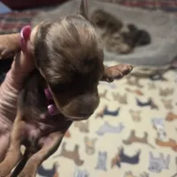 BERT Dapple #3, a male Miniature Dachshund for sale in Sacramento, CA – 2 of 8